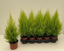 Cypress 'Gold Crest Wilma' Ø12 cm